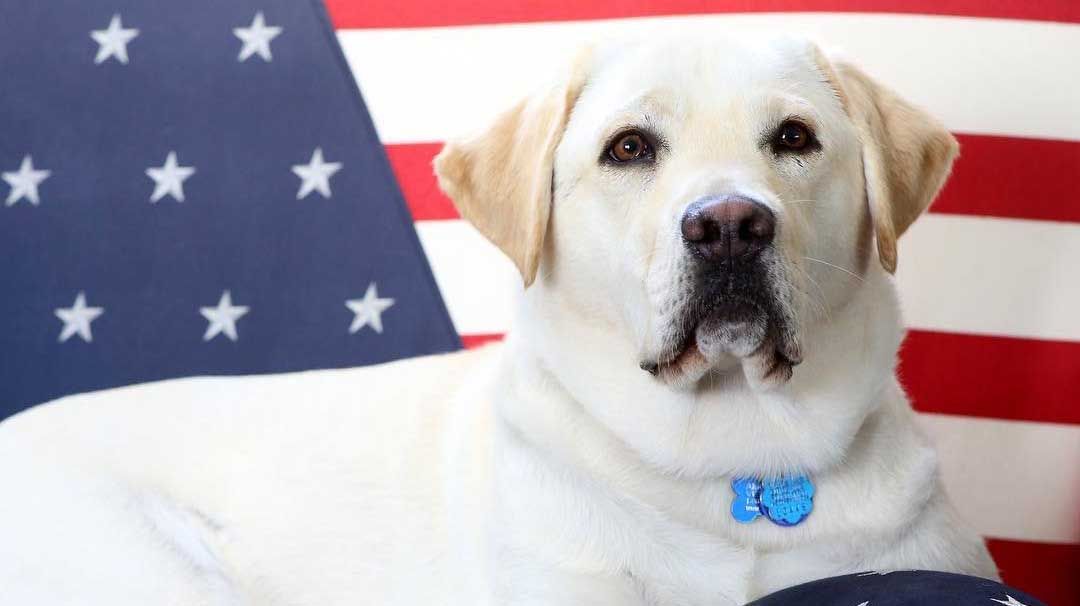 Bush padre junto a su perro 