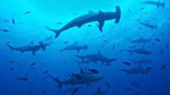 Galápagos: intentos por salvar a los tiburones martillo