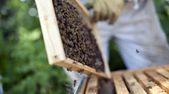 World's First Honey Bee Vaccine Seeks to Save Dying Pollinators