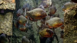 El primer fósil de pez carnívoro se encontró en el sur de Alemania. Se trata de una especie desconocida hasta ahora que vivía en el mar hace unos 150 millones de años.