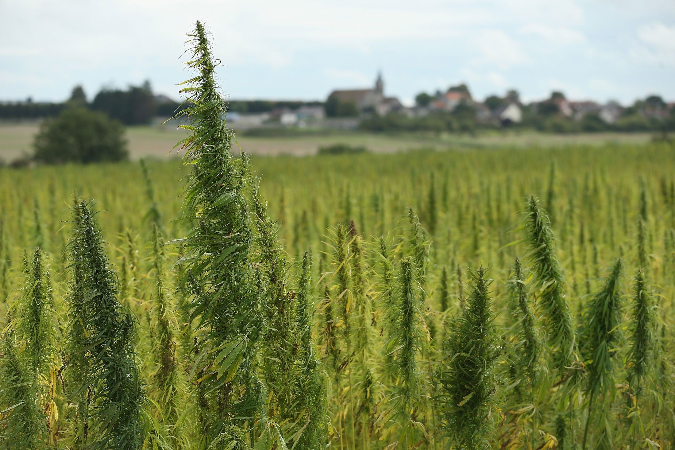 Tobacco Farmers, Already Switching to Hemp, May Look at Cannabis