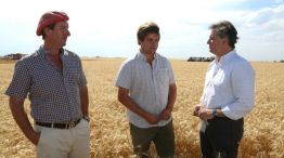 Agroindustria presentó una nueva estimación de cosecha de trigo de 19,7 millones de toneladas para la campaña 2018/19.