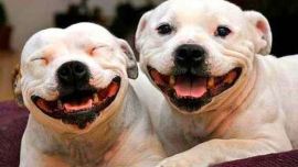 Lo que dice la ciencia sobre el mejor amigo del hombre.