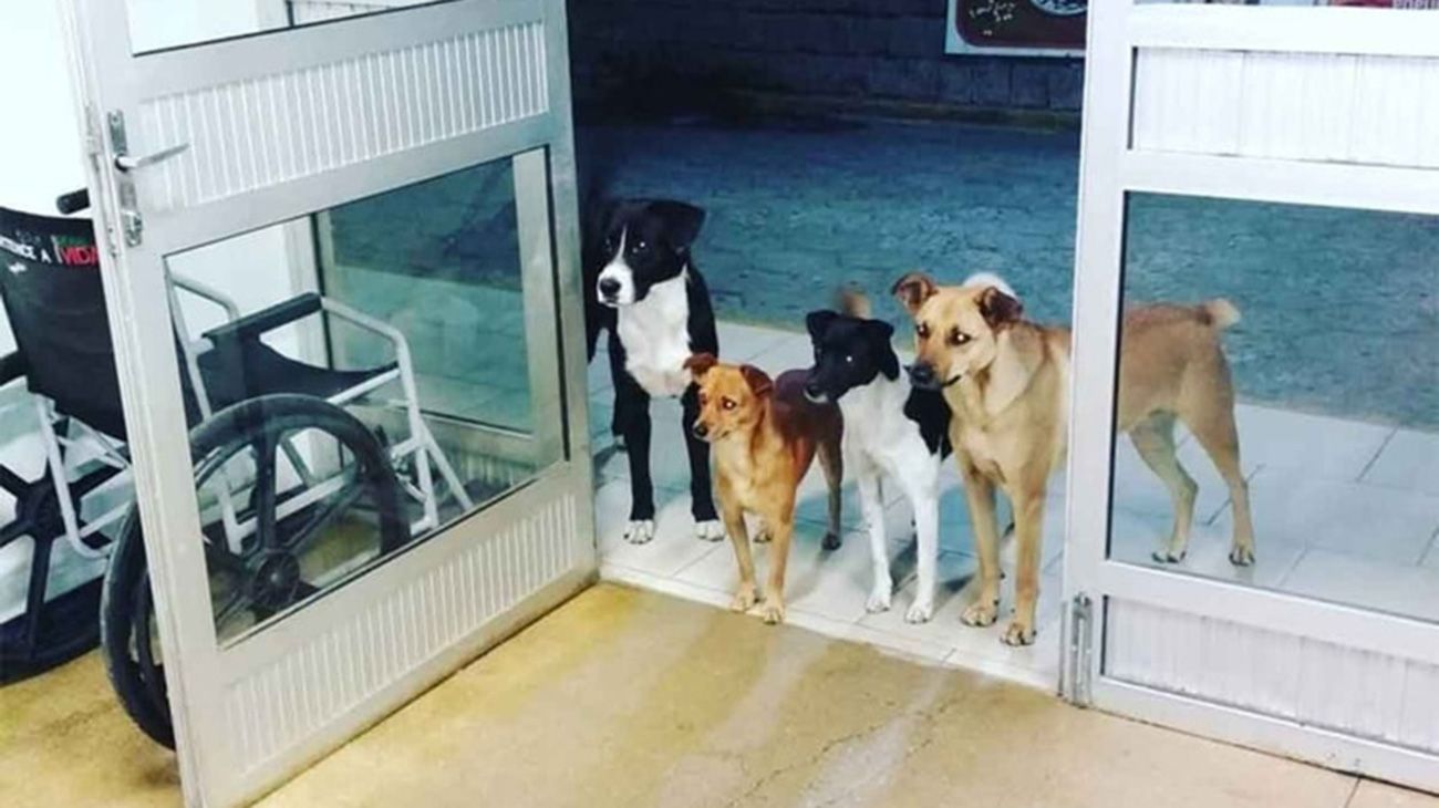 Los animales permanecieron en la entrada del centro de salud mientras esperaban a que los médicos atendieran a su dueño. 