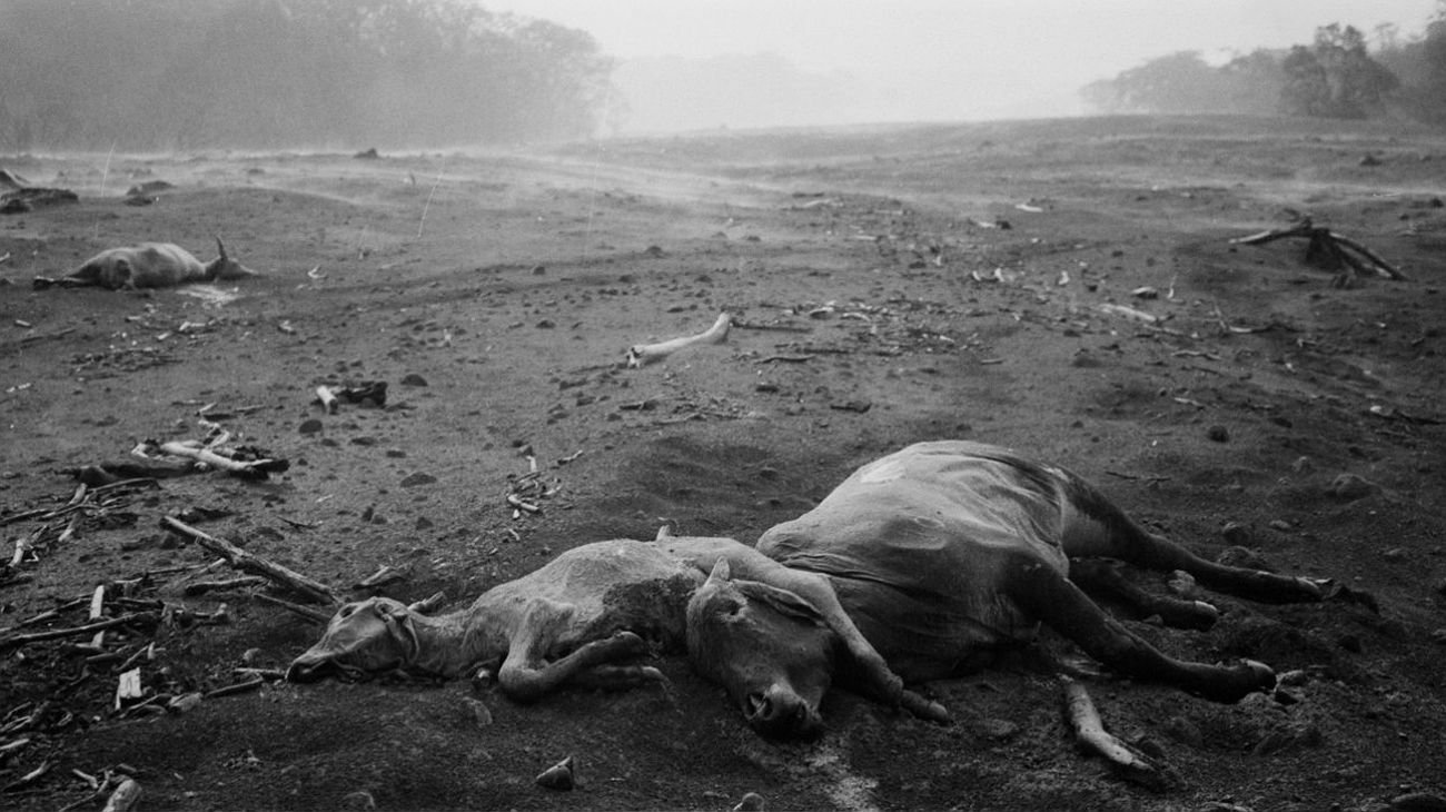 En esta imagen, tomada el 6 de junio de 2018, cadáveres de animales yacen entrelazados mientras el humo causado por las cenizas volcánicas calientes se levanta en el horizonte, en San Miguel Los Lotes, Guatemala. El 3 de junio, la montaña entró en erupción arrasando el paisaje que la rodeaba. (