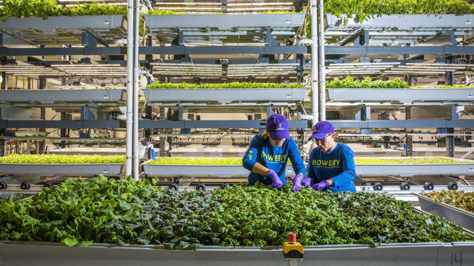 Bloomberg agricultura urbana