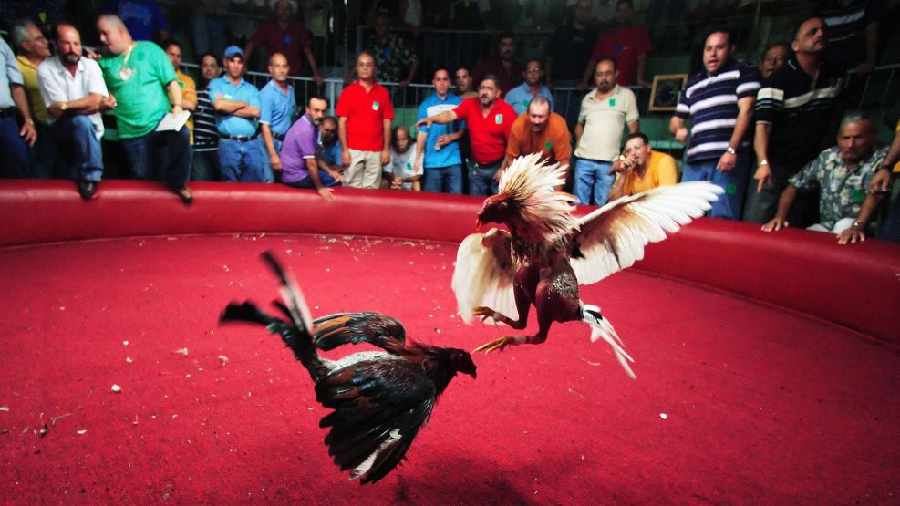Cockfighting in Puerto Rico