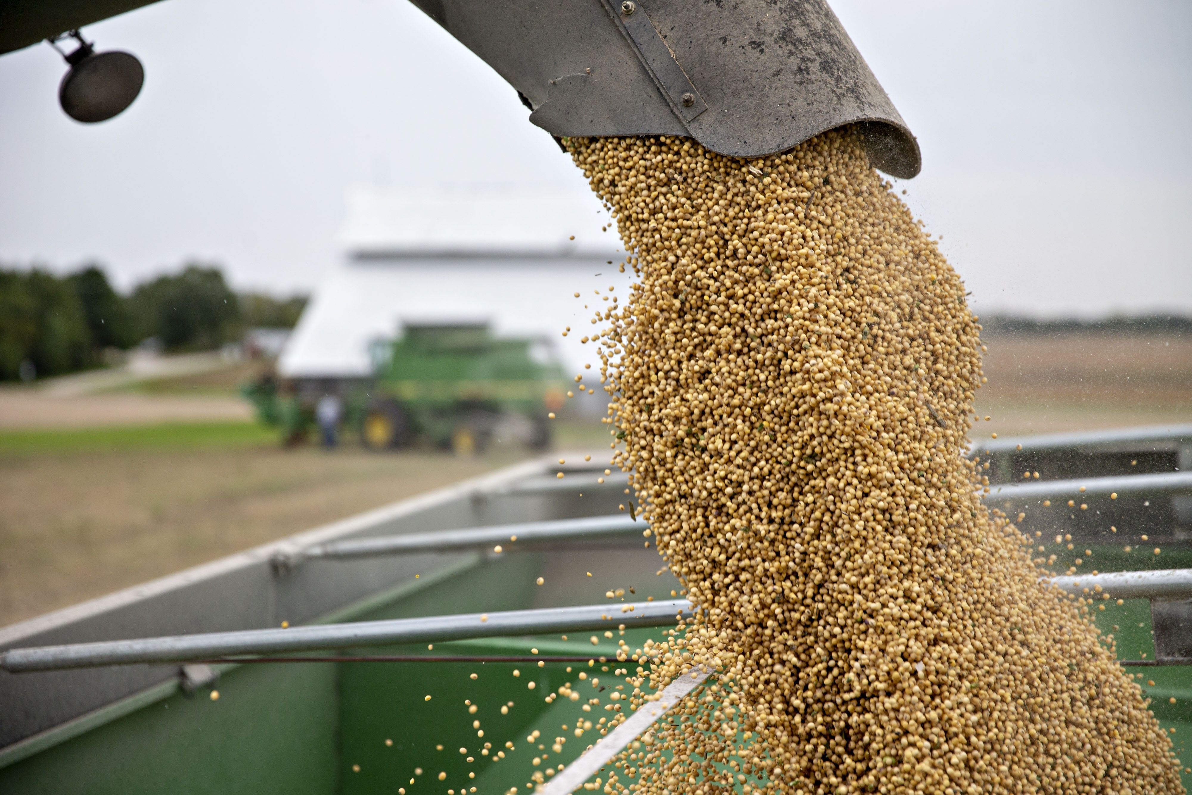 Operations During A Soybean Harvest As Trade War Divides Farming World