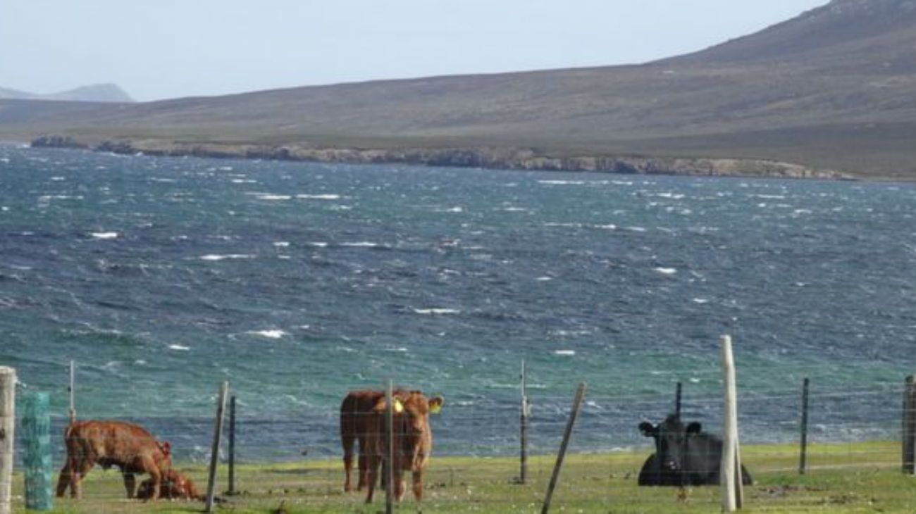 Llamada Pebble Island, cuenta con cinco especies diferentes de pingüinos, 42 especies de aves, leones marinos, 6.000 ovejas y 125 bovinos.