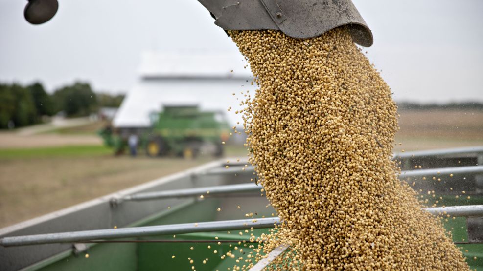 Operations During A Soybean Harvest As Trade War Divides Farming World