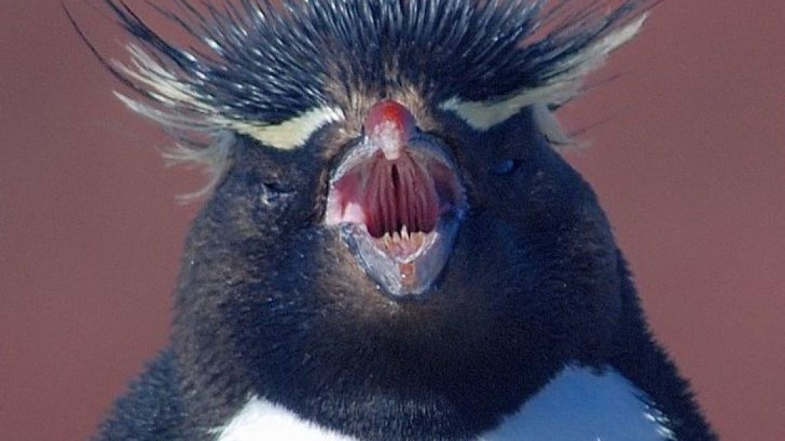 Face-to-face with an indignant rockhopper at Isla Pingüinos.