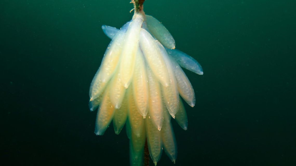 Squid eggs in the Beagle Channel, Tierra del Fuego. Congress last week approved two parks in the southernmost Argentine sea, increasing the country’s protected oceans to nearly 10 percent of its total territory and protecting habitat and feeding grounds for penguins, sea lions, sharks and other marine species.