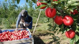 Exportadores de frutas exigieron adelantar la vigencia del mínimo no imponible de $ 12.000 para estas actividades con mano de obra intensiva.
