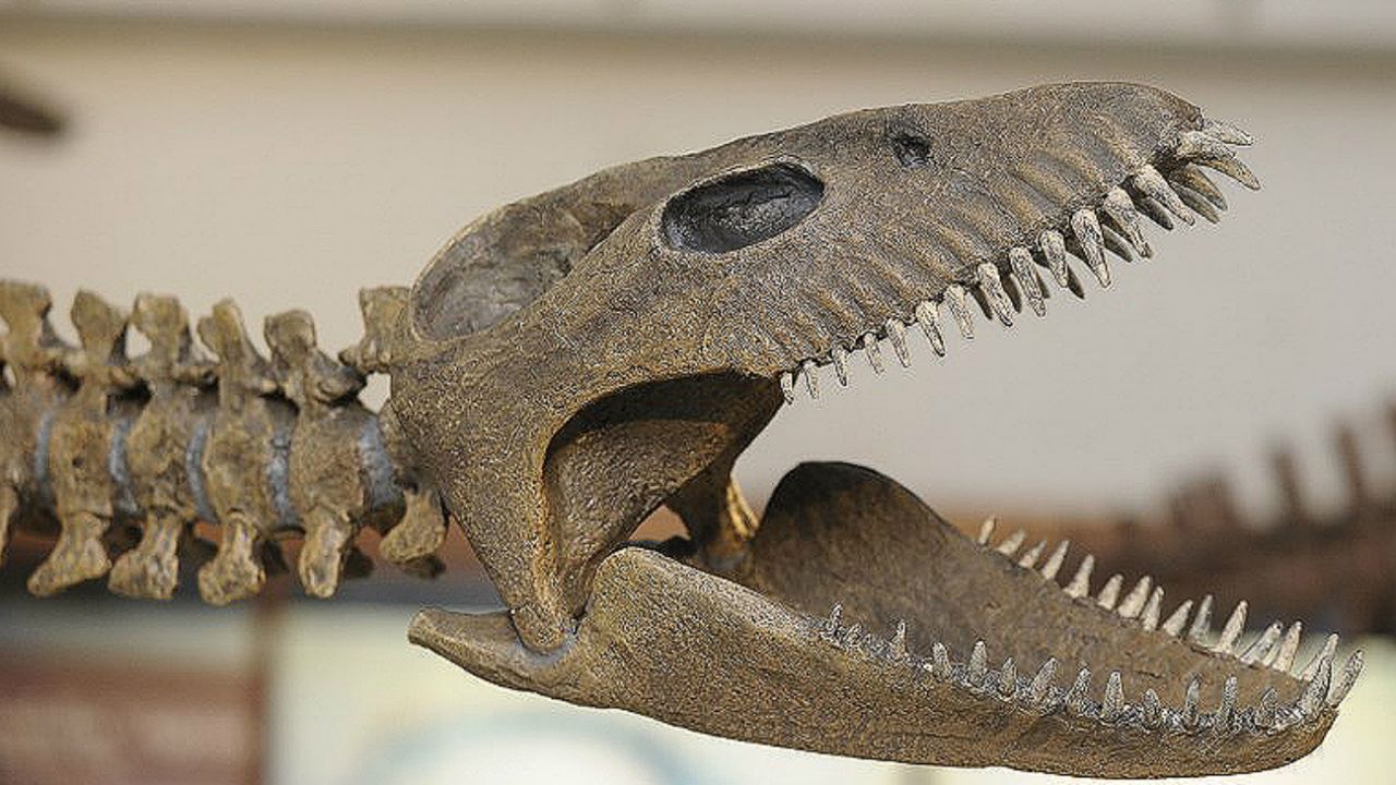 Así es el reptil marino de hace 65 millones de años hallado en El Calafate  | Perfil