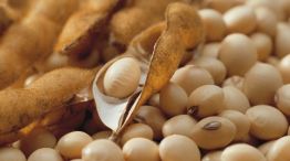 SOJA. Establece criterios para garantizar la calidad genética e identidad varietal. Permitirá corroborar tanto semilla como grano y tejido vegetal.