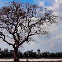 El fenómeno climático acelera su crecimiento pero los vuelve más débiles.