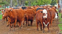 El porcentaje de preñez se ubica en el 94% y la parición en el 92%. Las vaquillonas se inseminan en IATF. Las vacas con servicio natural.