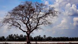 El fenómeno climático acelera su crecimiento pero los vuelve más débiles.