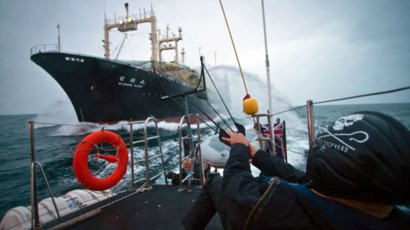 Japón reanudará la polémica caza comercial de ballenas en 2019 Japón reanudará la polémica caza comercial de ballenas en 2019