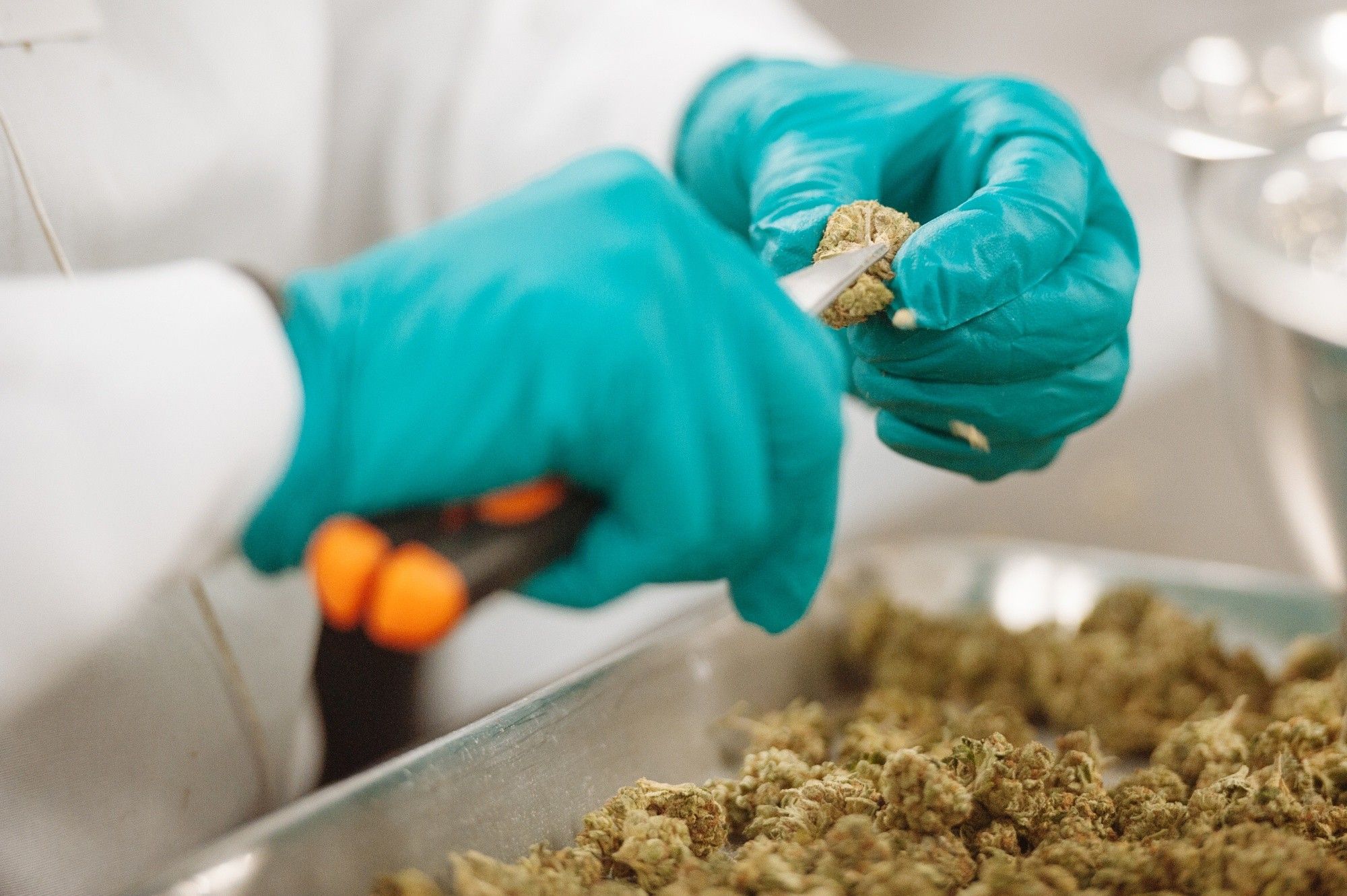 Inside The CannTrust Holdings Cannabis Production Facility Ahead Of Marijuana Legalization