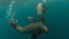 El proyecto Pristine Seas realizó diferentes expediciones para estudiar y documentar los ecosistemas de dos nuevas áreas marinas protegidas.