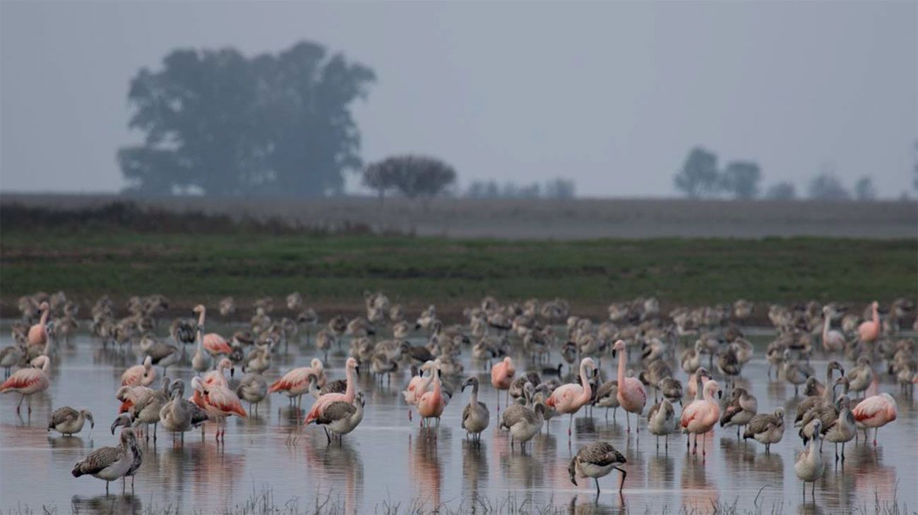 Miles de flamencos eligen a La Pampa como "su lugar en el mundo"