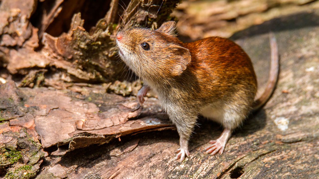 El hantavirus es una enfermedad aguda grave causada por el virus Hanta que ataca los pulmones del ser humano.
