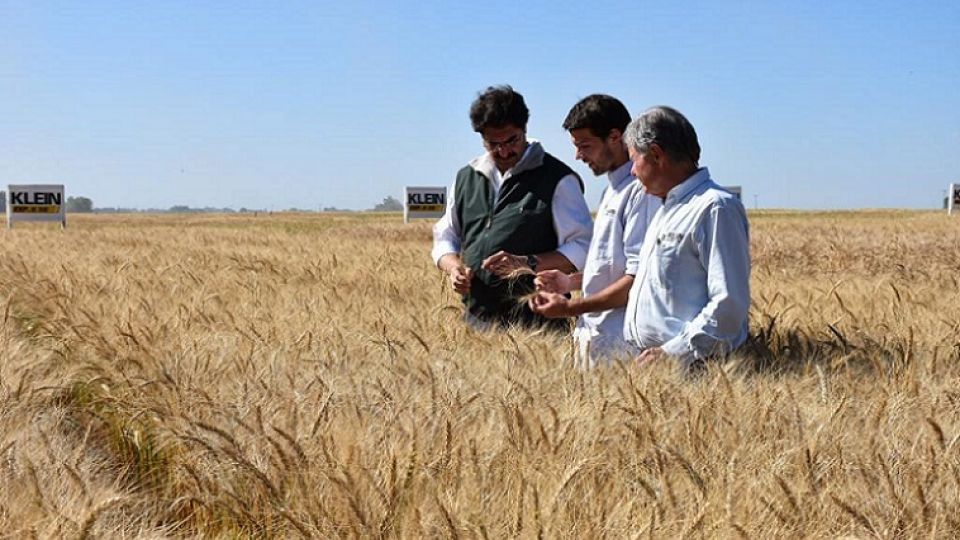 DATO. Se espera una producción de más de 9,1 millones de toneladas, con un precio del trigo por encima de los U$200.