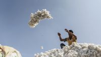 Monsanto Wins Legal Battle for Patent on Cotton Seeds in India