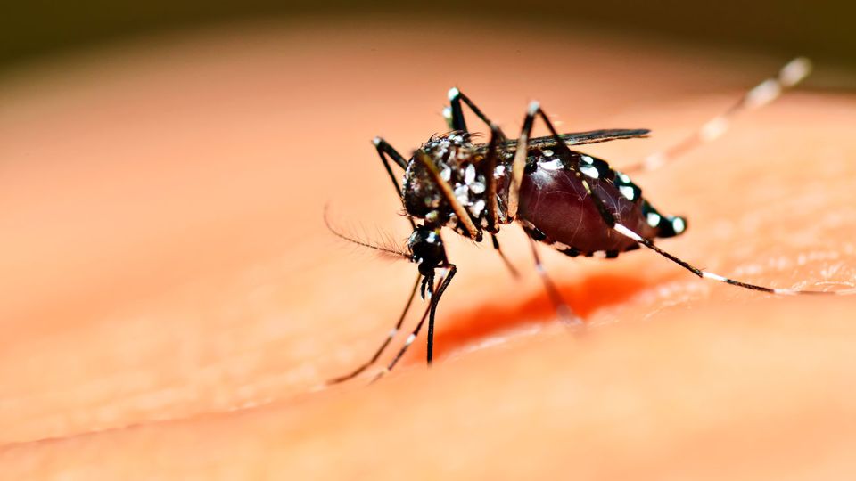 Aedes aegypti, mosquito transmisor de la fiebre amarilla y el dengue.