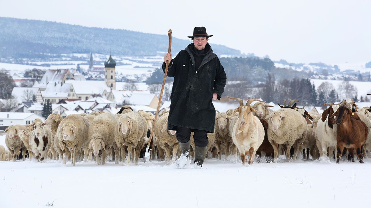 Un pastor lleva una manada de ovejas y cabras sobre praderas cubiertas de nieve cerca del pueblo Langenenslingen-Wilflingen, Alemania.