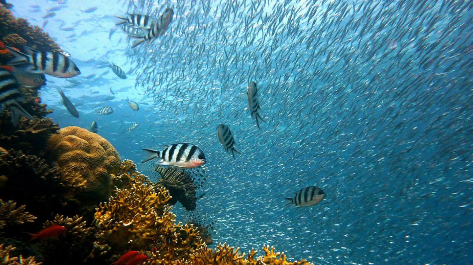 calentamiento oceanos