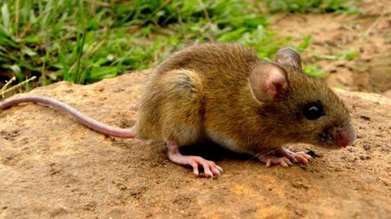 Nuevo caso de hantavirus en Entre Rios