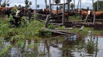Las intensas precipitaciones registradas en las dos primeras semanas del año generaron excesos hídricos superficiales que ponen en riesgo los cultivos y el ganado de la zona.