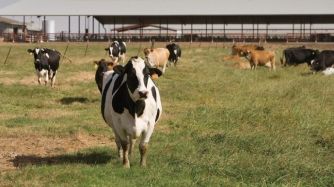 SORPRESA. La tendencia productiva también se inclina hacia el estabulado de los rodeos.