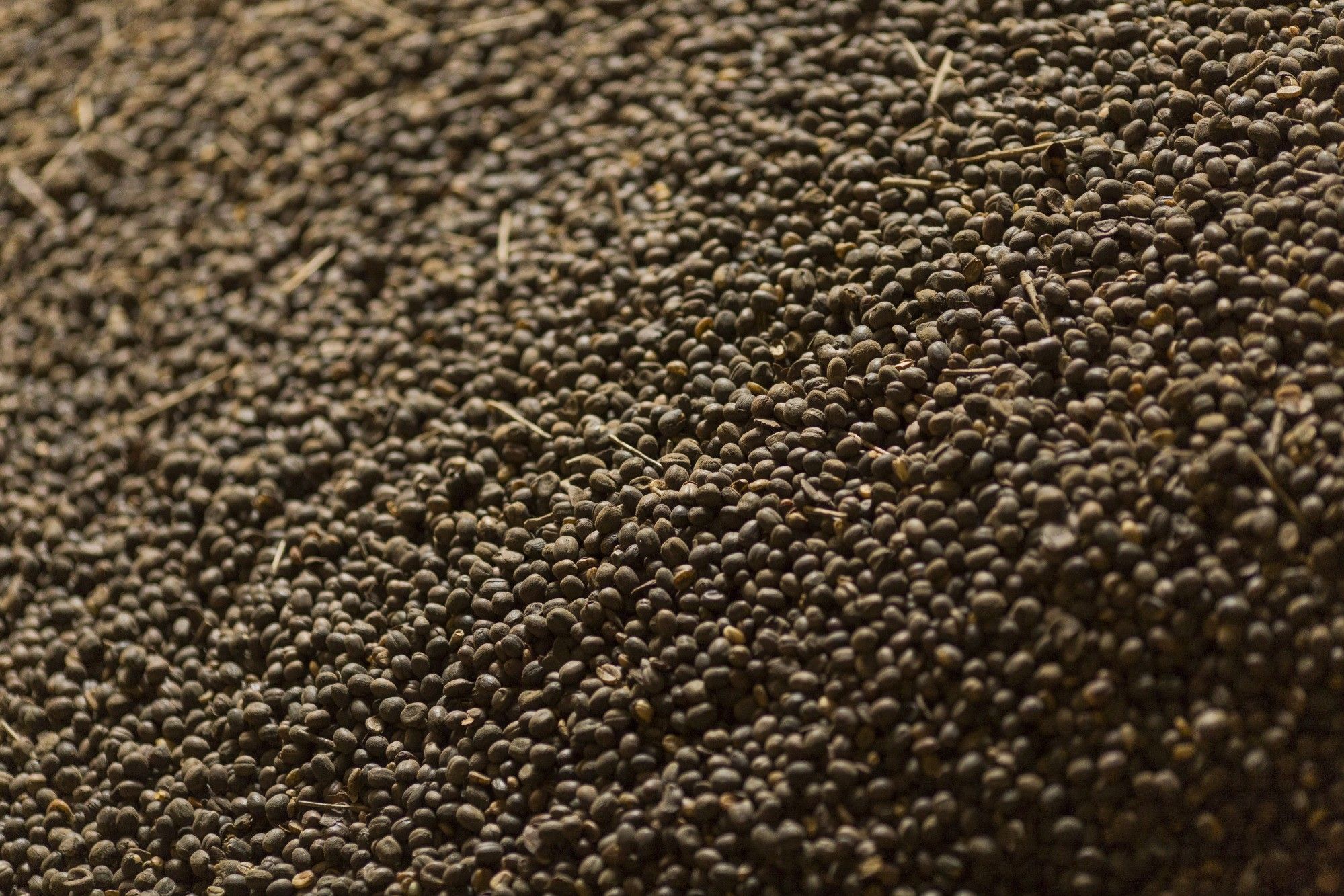 Coffee Operations In The Largest Coffee-Growing State In Brazil