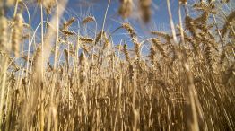 En 2018, el trigo argentino alcanzó una participación del 87% sobre las importaciones totales de trigo por parte de Brasil.