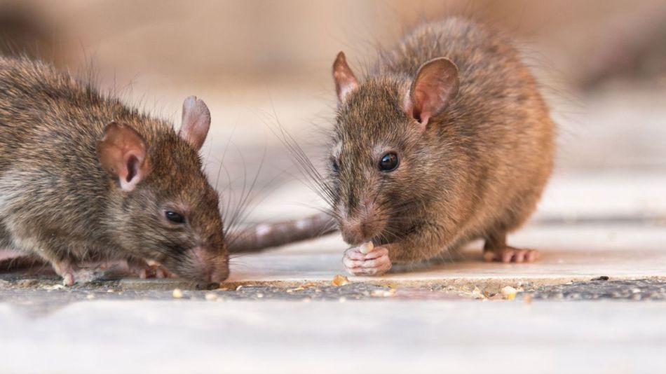 raton colilargo hantavirus