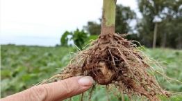 CIFRA. Las pérdidas por el girasol no cosechado da un total de 156.277.602 de pesos. 