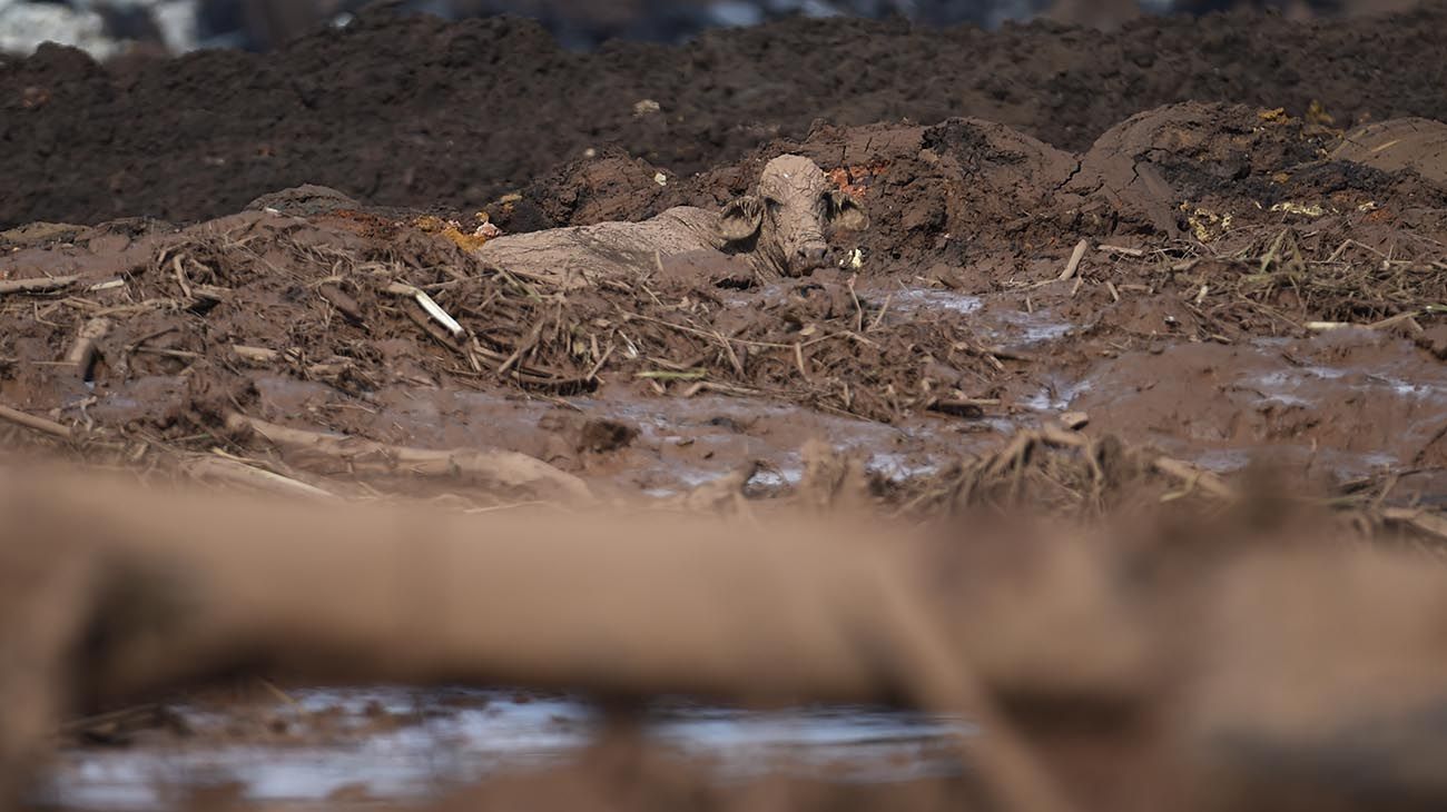 Las imágenes de la devastación causada por la represa minera conmocionan a Brasil.
