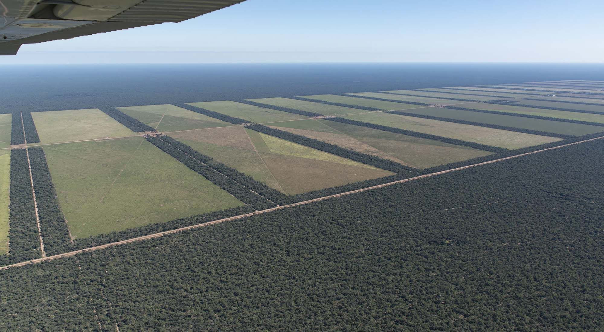 Deforestacion en el chaco