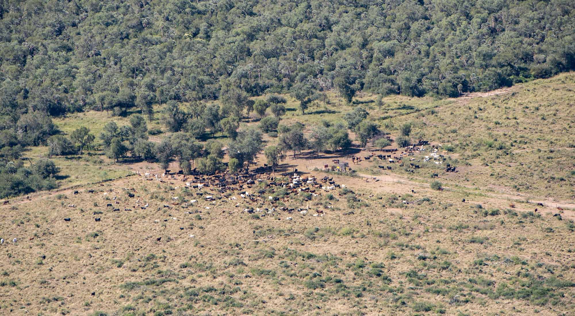 Deforestacion en el chaco
