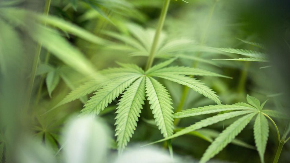 Ailing U.S. Farmers Covet New Cash Bonanza From Non-Pot Cannabis
