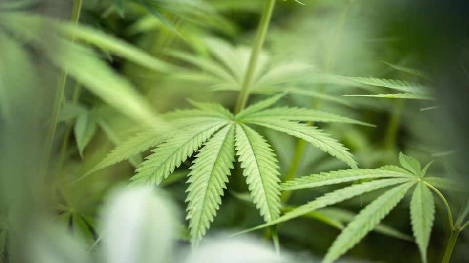 Ailing U.S. Farmers Covet New Cash Bonanza From Non-Pot Cannabis