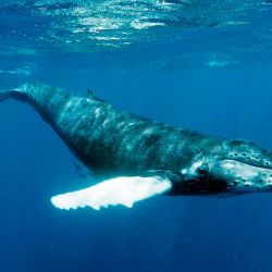 Un equipo científico australiano, descubrió algo insospechado cuando estudió a 93 ballenas jorobadas.