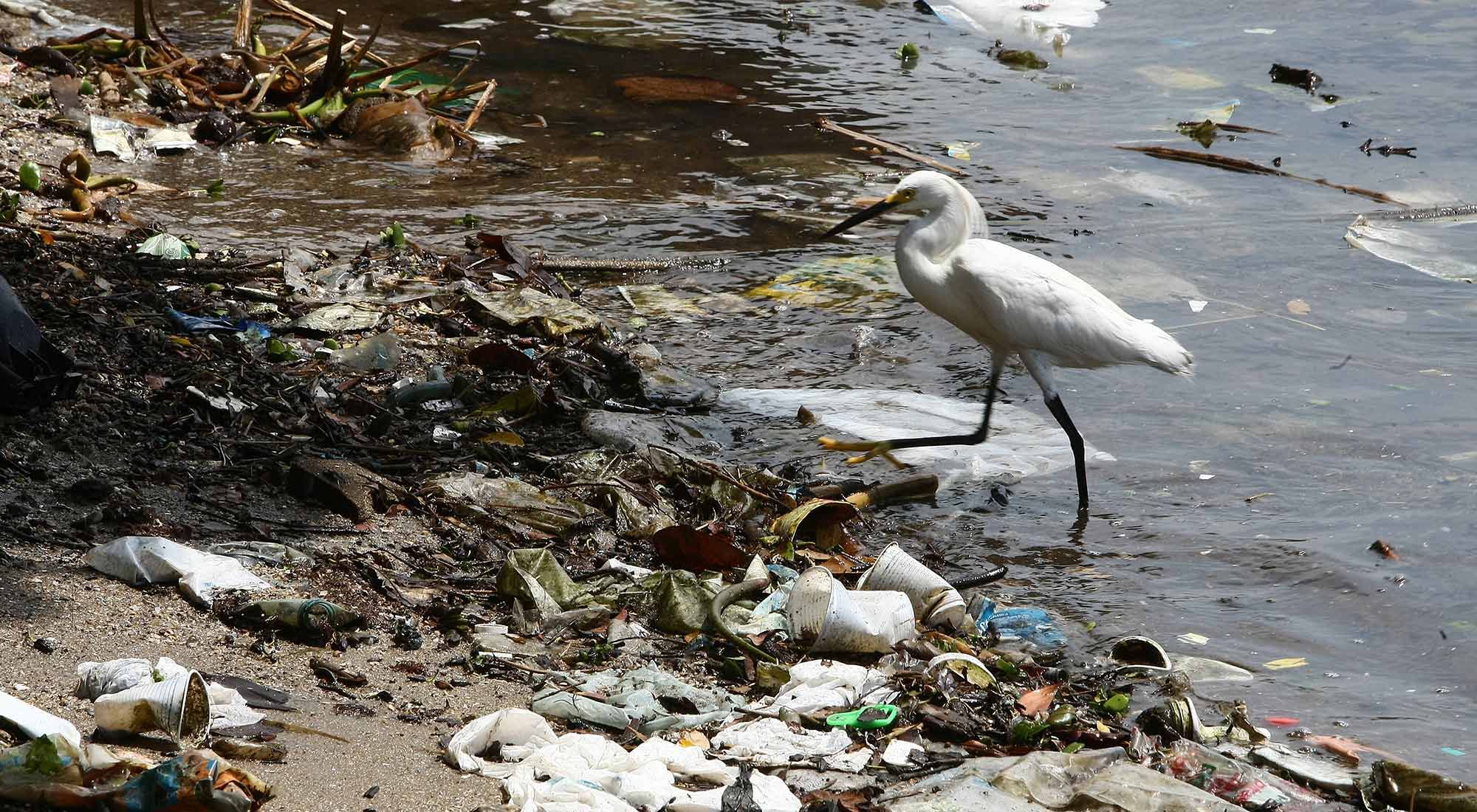 En la actualidad entre el 60% y el 80% de la basura existente en los océanos son plásticos, llegando, incluso, en algunos casos a cifras superiores al 95%