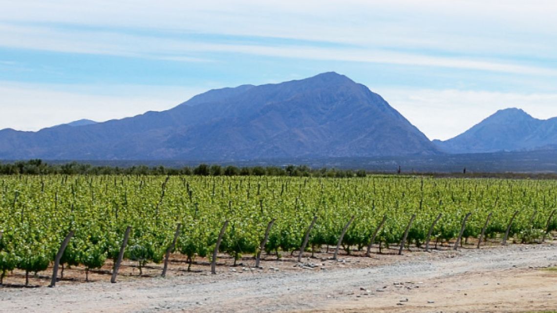 torrontes