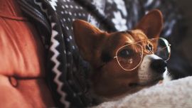 Estudios científicos lo confirman: los canes son conscientes de que si no saben algo, tienen que averiguarlo. ¡Guau!