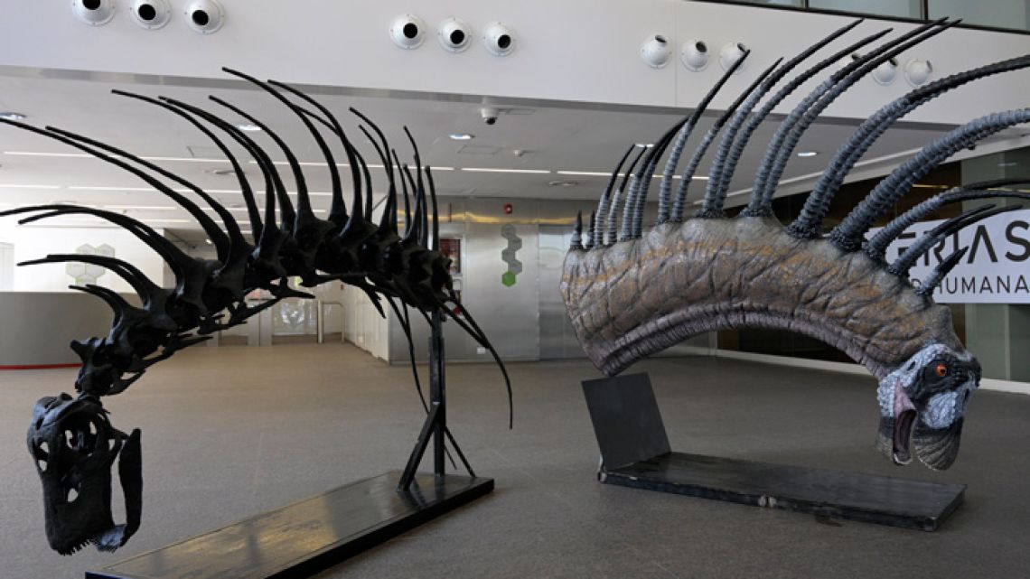 Picture of replicas of a "Bajadasaurus pronuspinax", a new long-spined dinosaur found in Patagonia, during its presentation in Buenos Aires, on February 4, 2019.