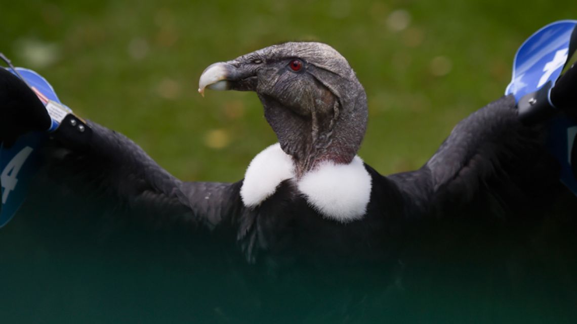 One of two Andean condors is seen before both are released back into the wild after recovering from possible poisoning, at the Jaime Duque park in the municipality of Tocancipa, Santander Department, Colombia, on January 15, 2019. The Andean condor (Vultur gryphus) is distributed along the Andes from Venezuela to the south in Argentina and Chile. Considered one of the largest birds in the world and emblem of Colombia, the condor of the Andes is in critical danger of extinction in the country and almost threatened on a global scale according to the International Union for the Conservation of Nature. There is no official census, but experts estimate a population of 150 birds in the Colombian territory. 